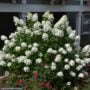 Hydrangea Paniculata – Fire Light – #3 Container